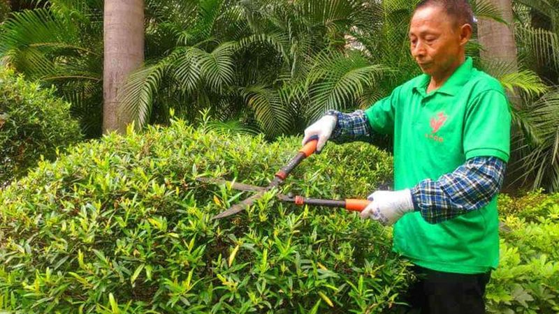 绿植租赁植物尺寸标准