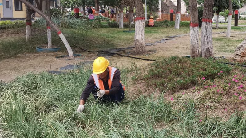植物租摆与绿化养护：本质区别与关键要点